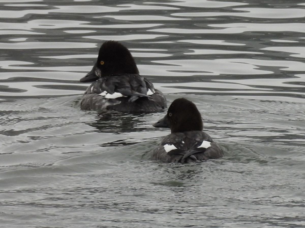 Barrow's Goldeneye - ML614176133