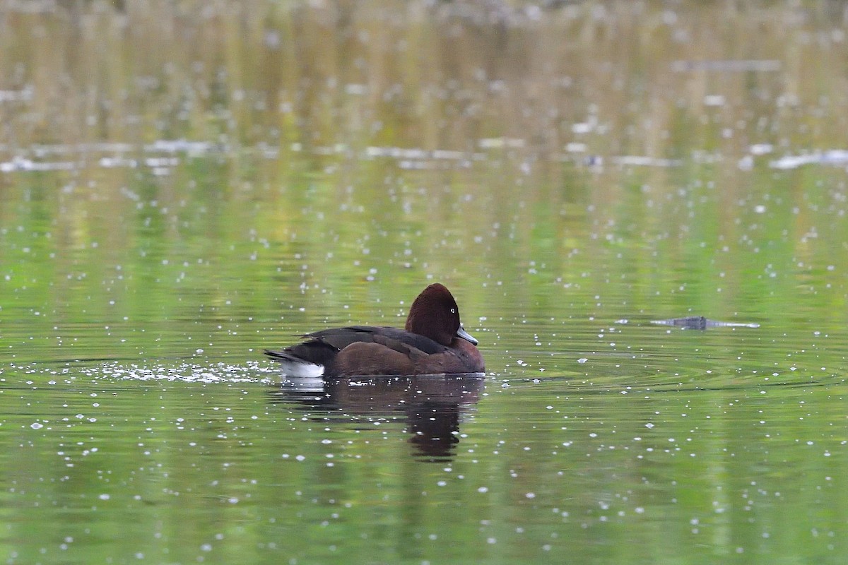 Ferruginous Duck - ML614176144