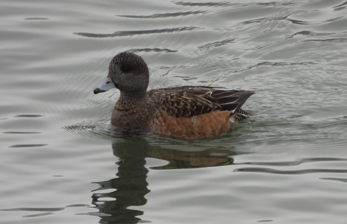 Canard d'Amérique - ML614176158