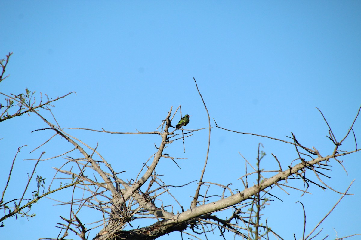 Glittering-bellied Emerald - ML614176170