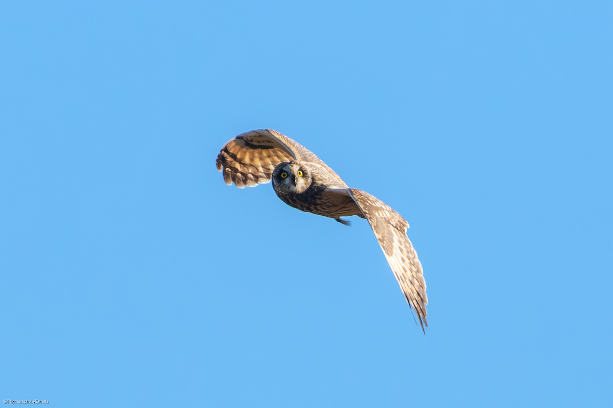 Short-eared Owl (Northern) - ML614176179