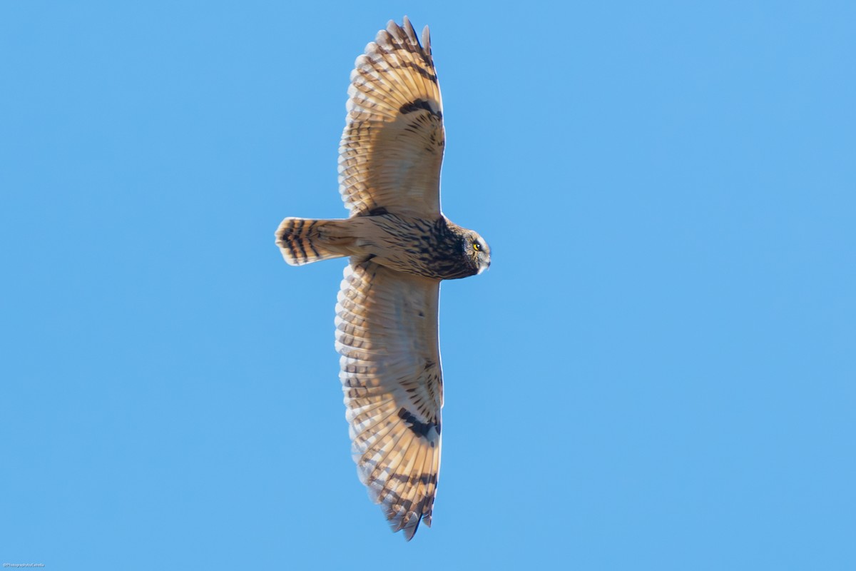 Short-eared Owl (Northern) - ML614176189