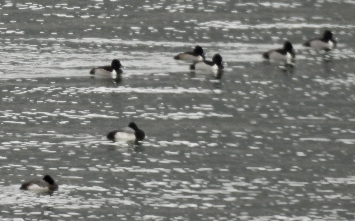 Ring-necked Duck - ML614176205