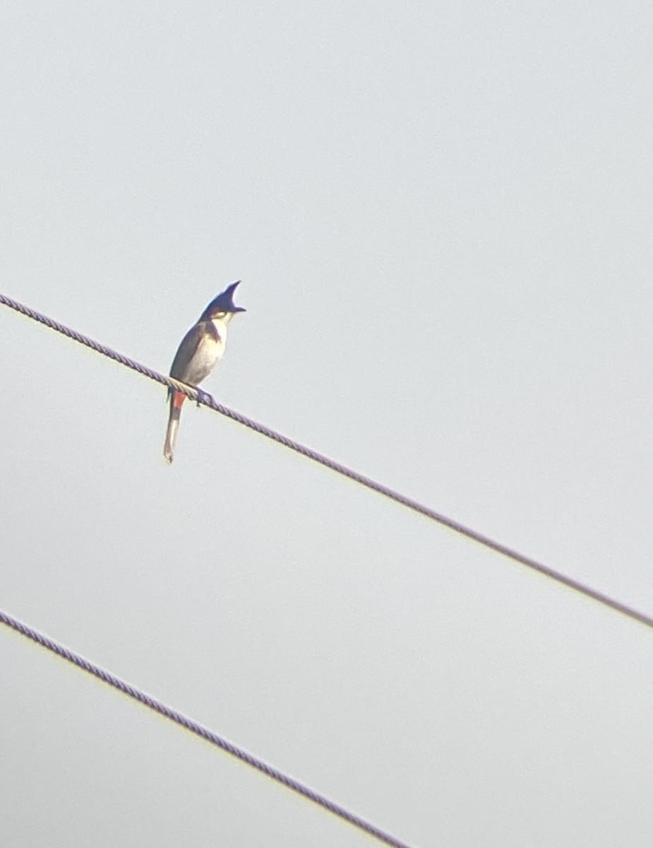 Red-whiskered Bulbul - ML614176210