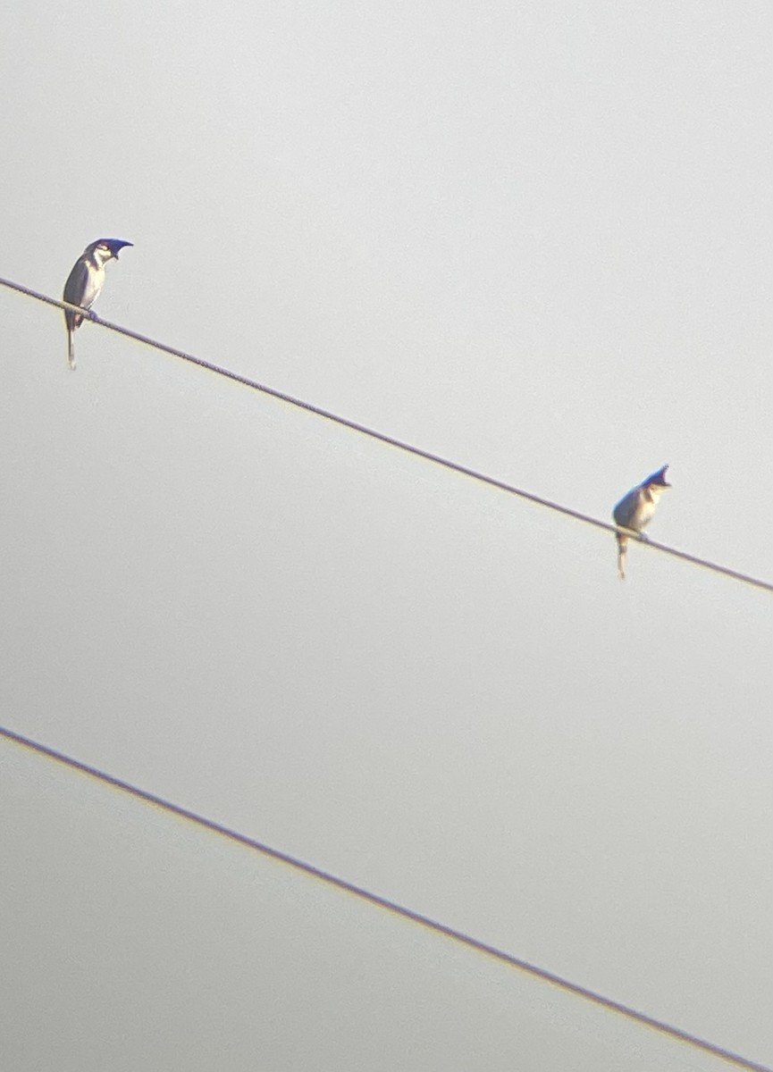 Red-whiskered Bulbul - ML614176211