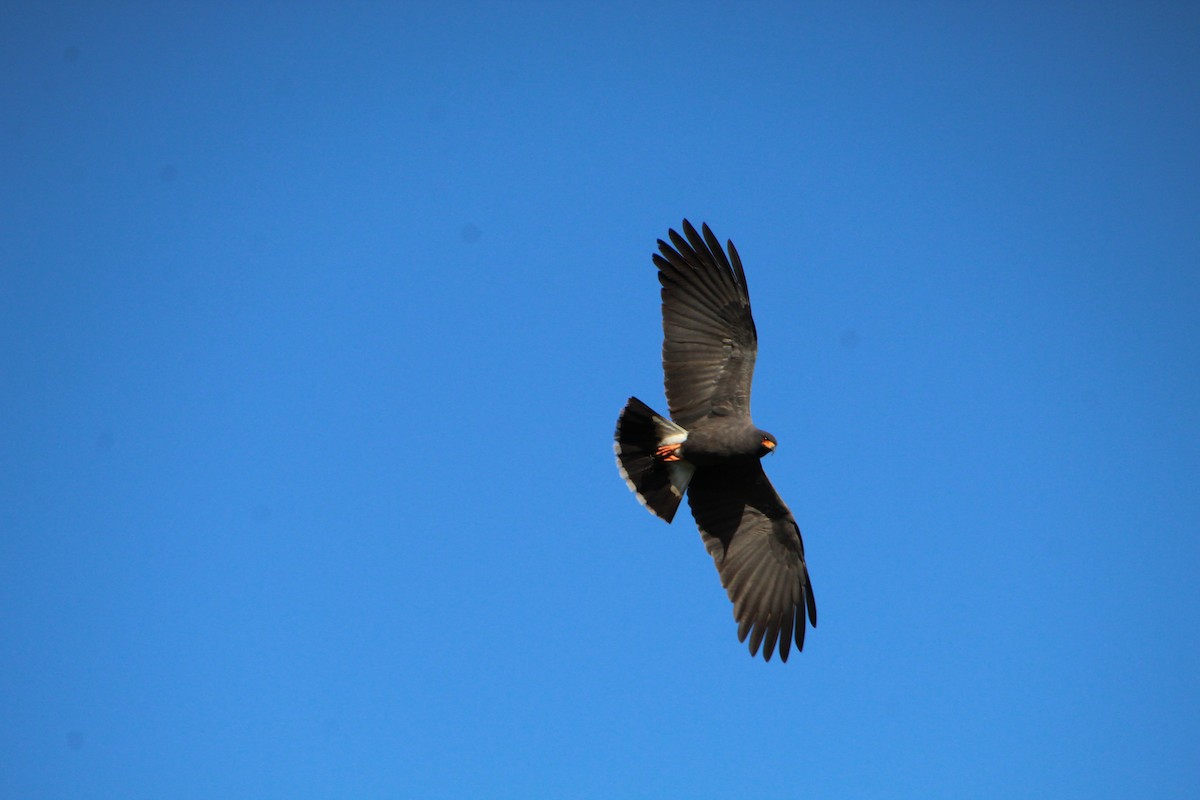 Snail Kite - Santiago Ramos