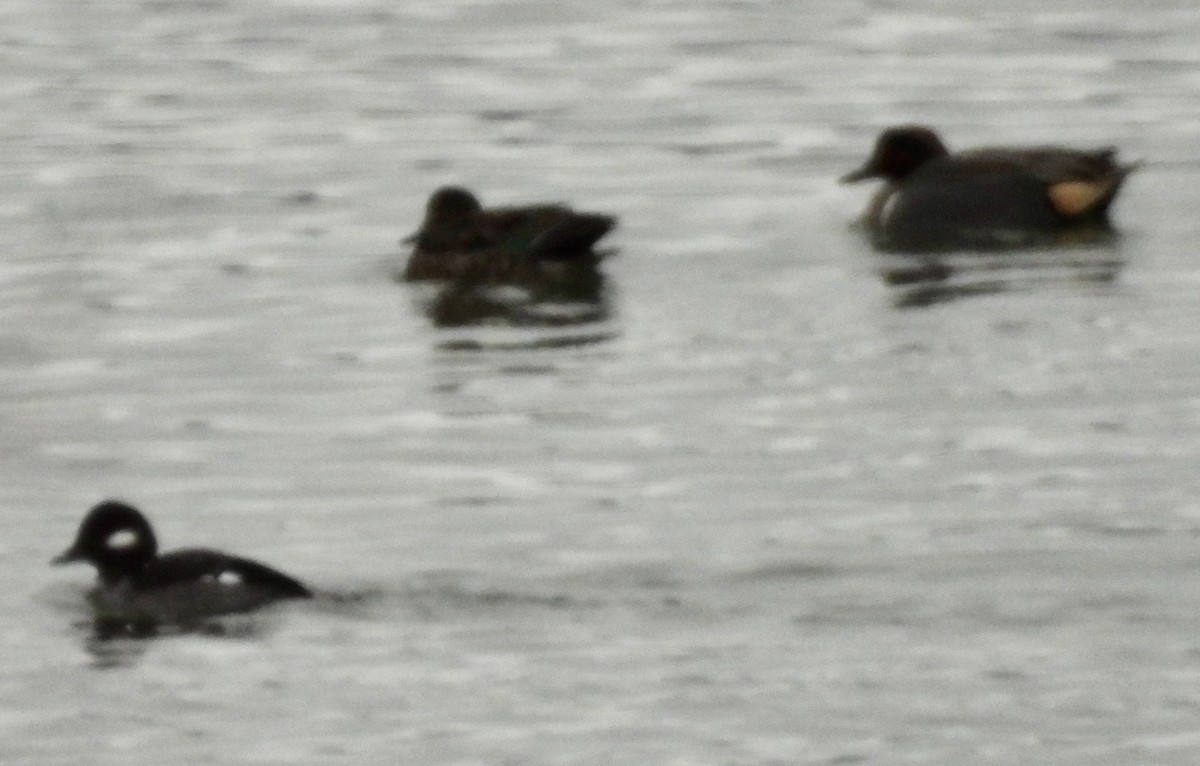 Green-winged Teal - ML614176216