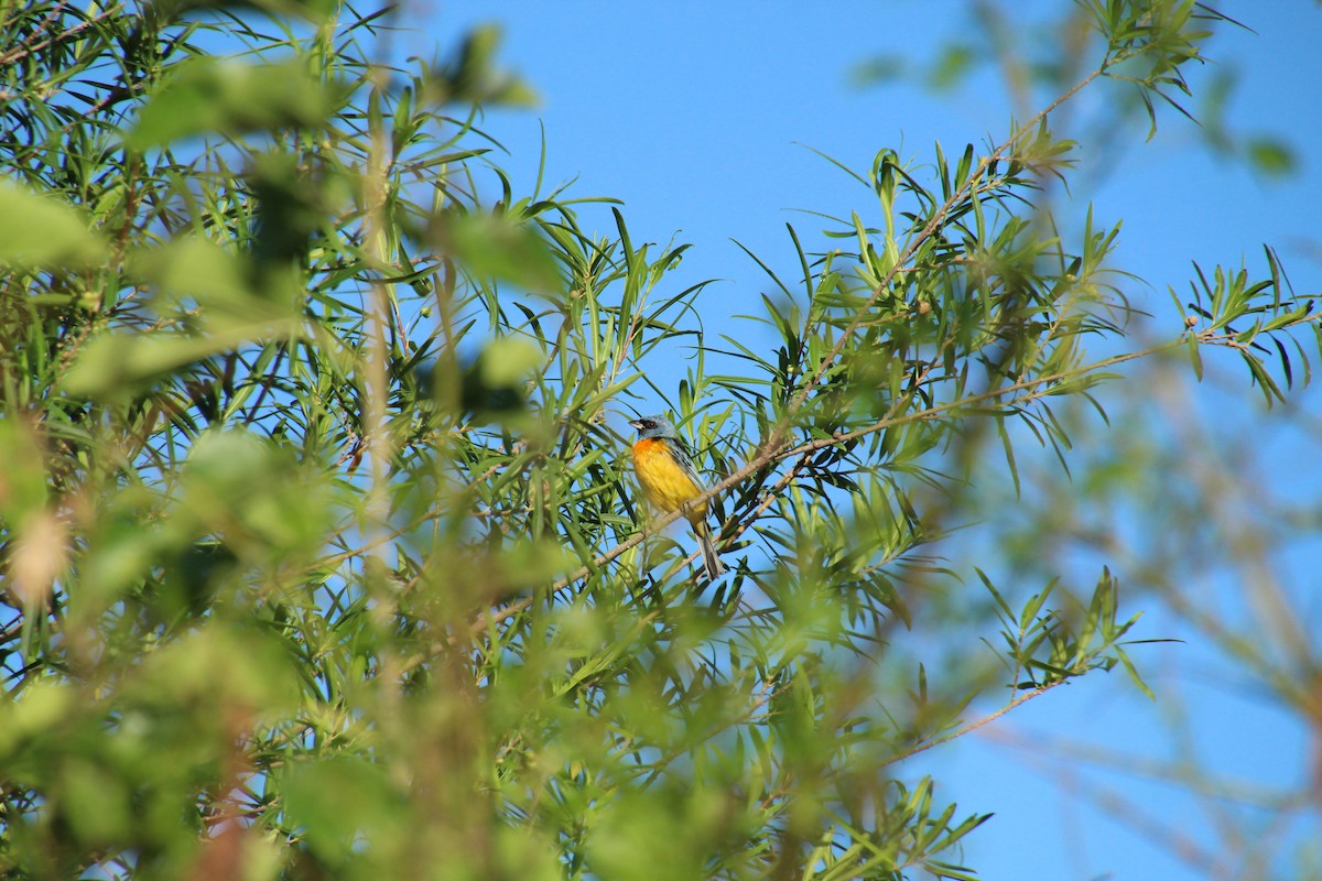 Blue-and-yellow Tanager - Santiago Ramos