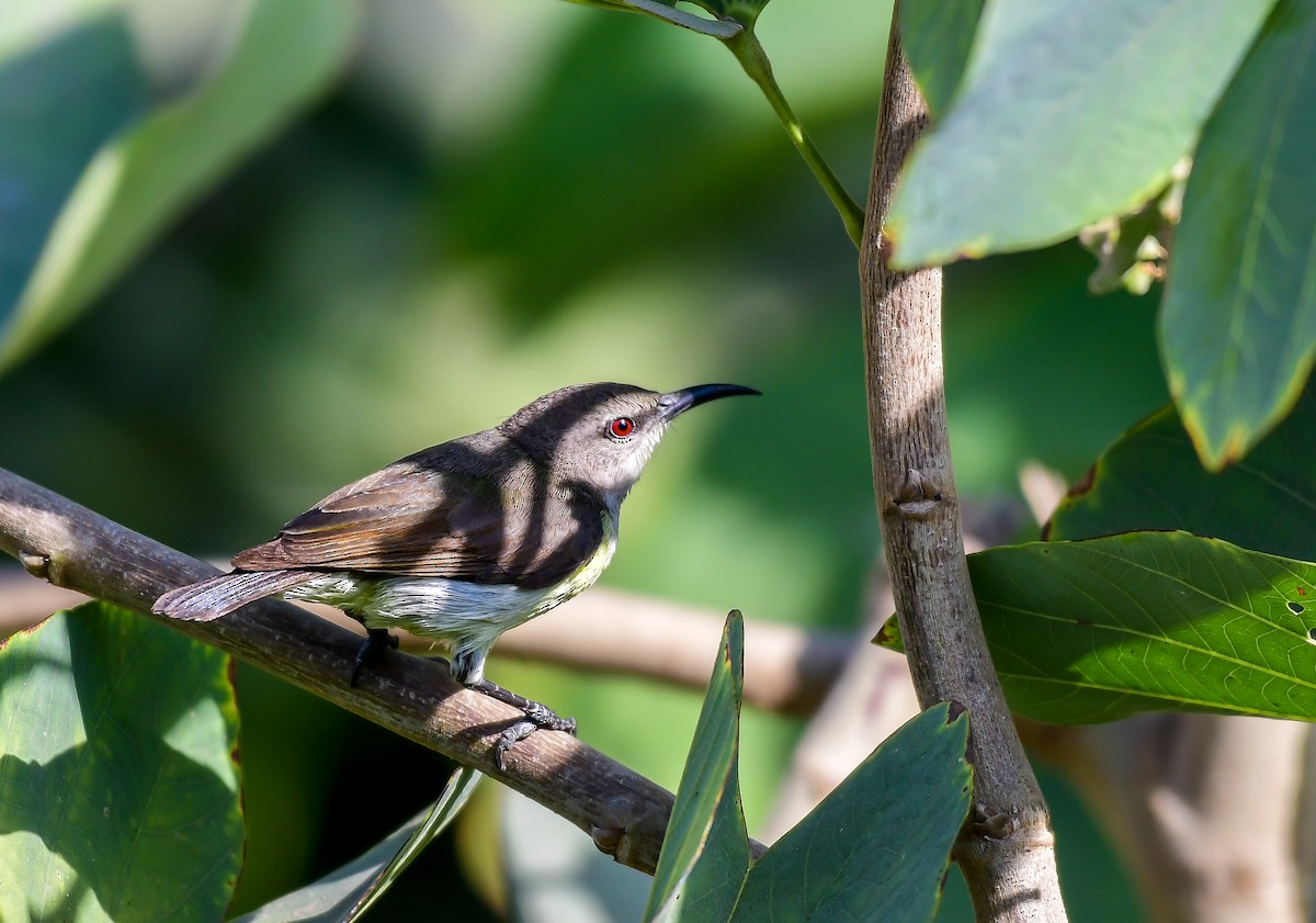 Purple-rumped Sunbird - ML614176228