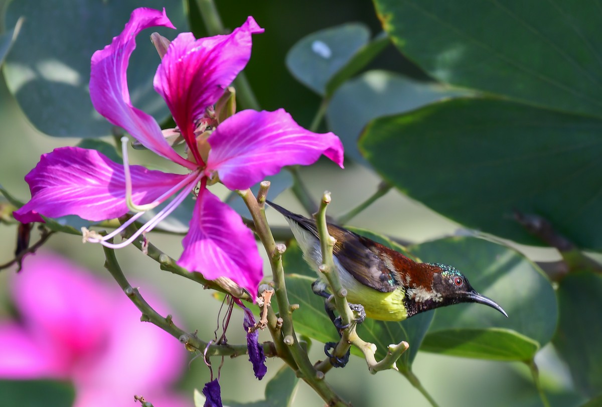 Purple-rumped Sunbird - ML614176229