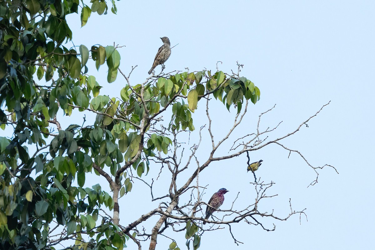 Purple-breasted Cotinga - ML614176248