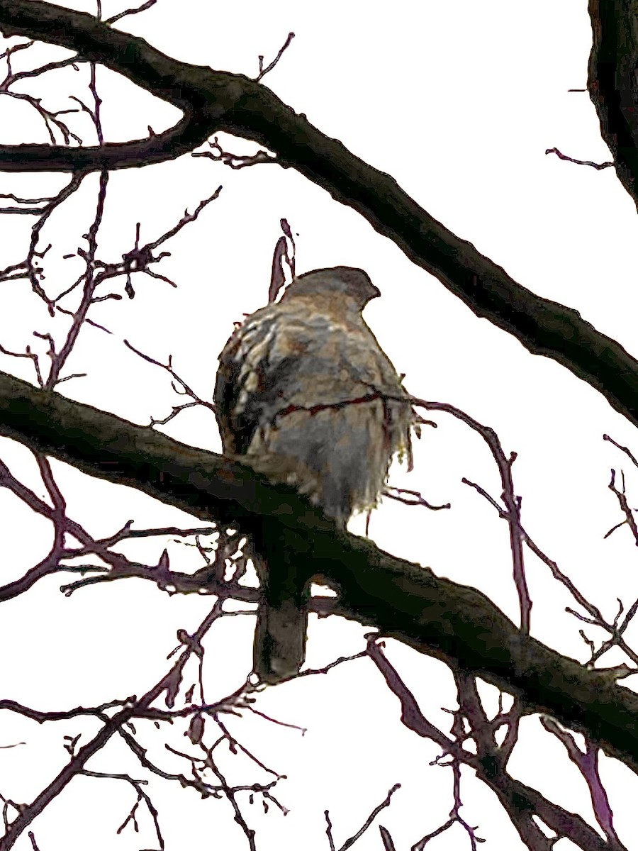 Cooper's Hawk - ML614176252