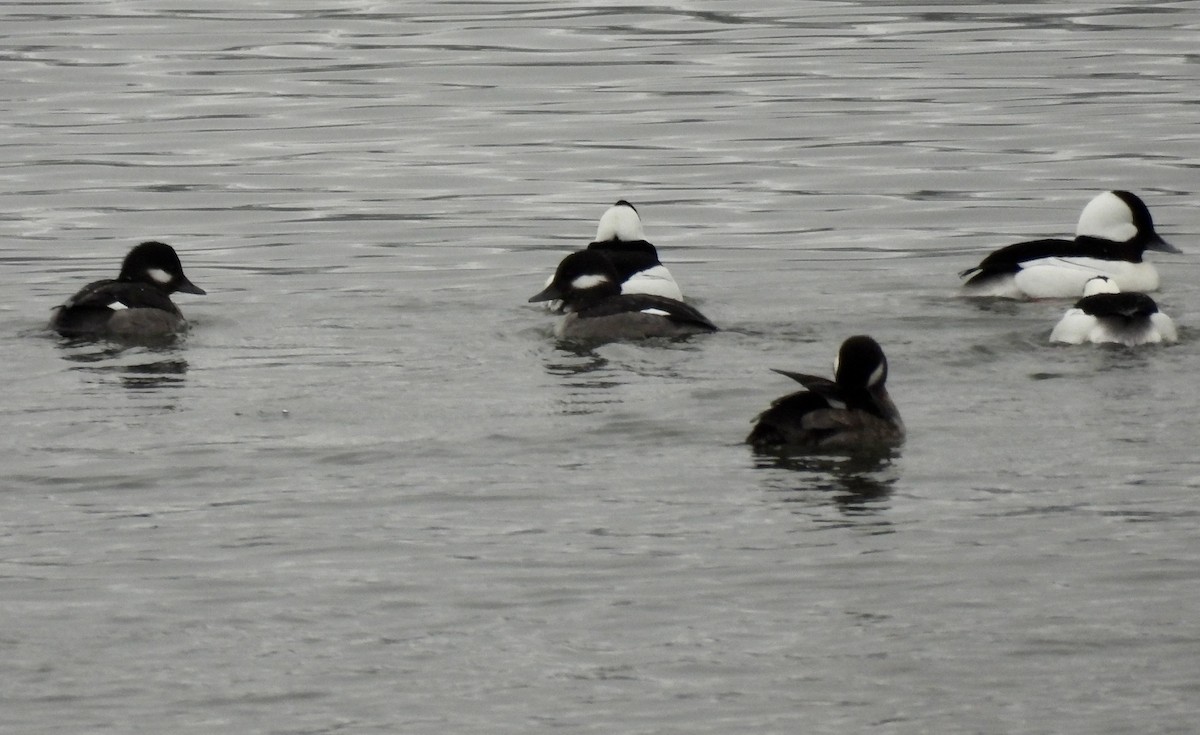 Bufflehead - ML614176254