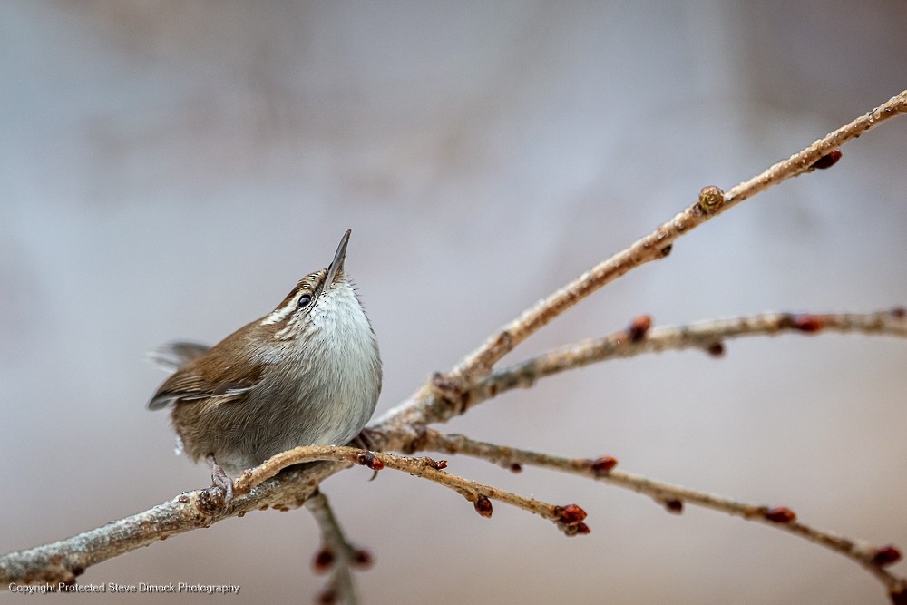 Bewick's Wren - Steve Dimock