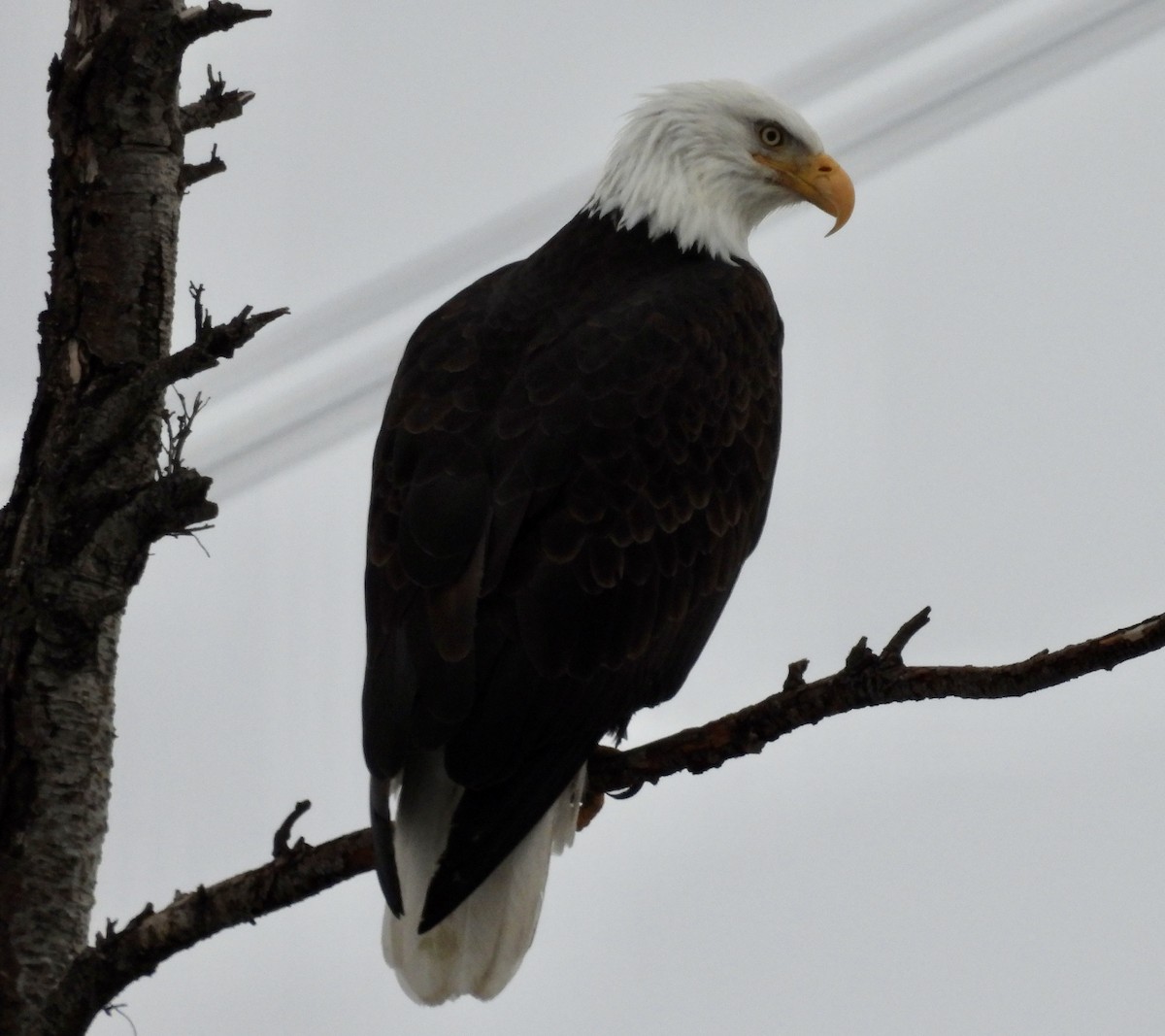 Bald Eagle - ML614176274