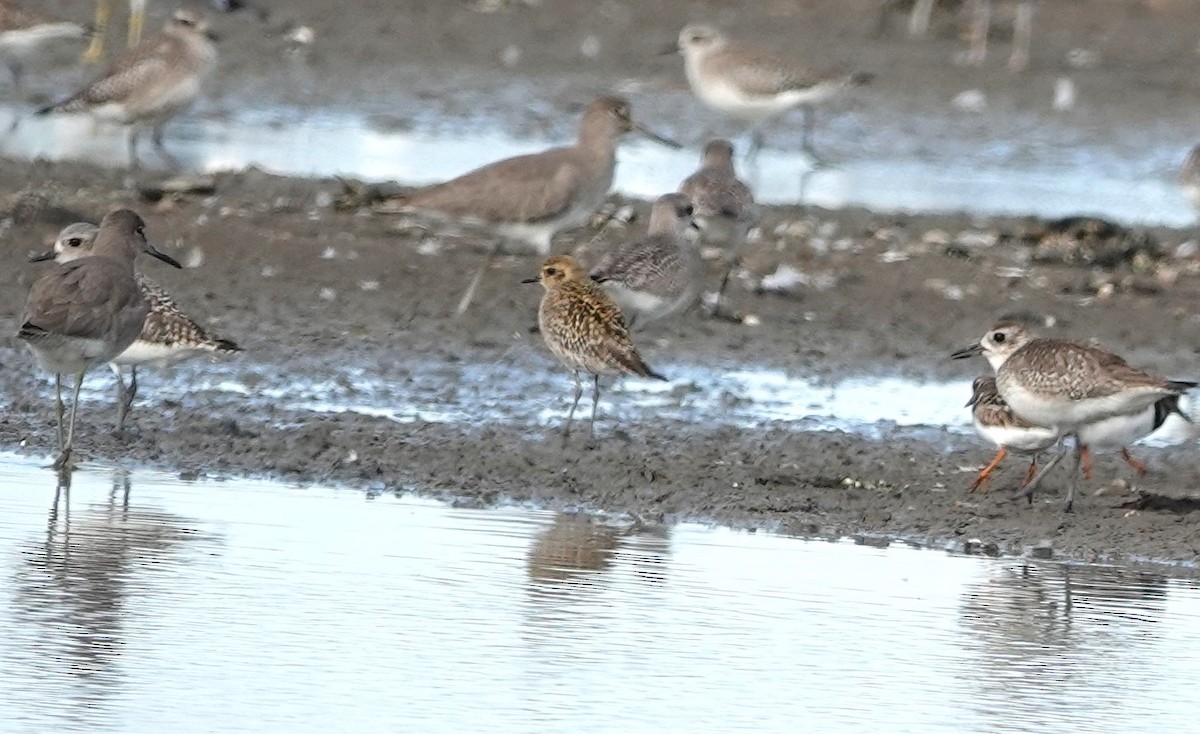 Pacific Golden-Plover - ML614176285