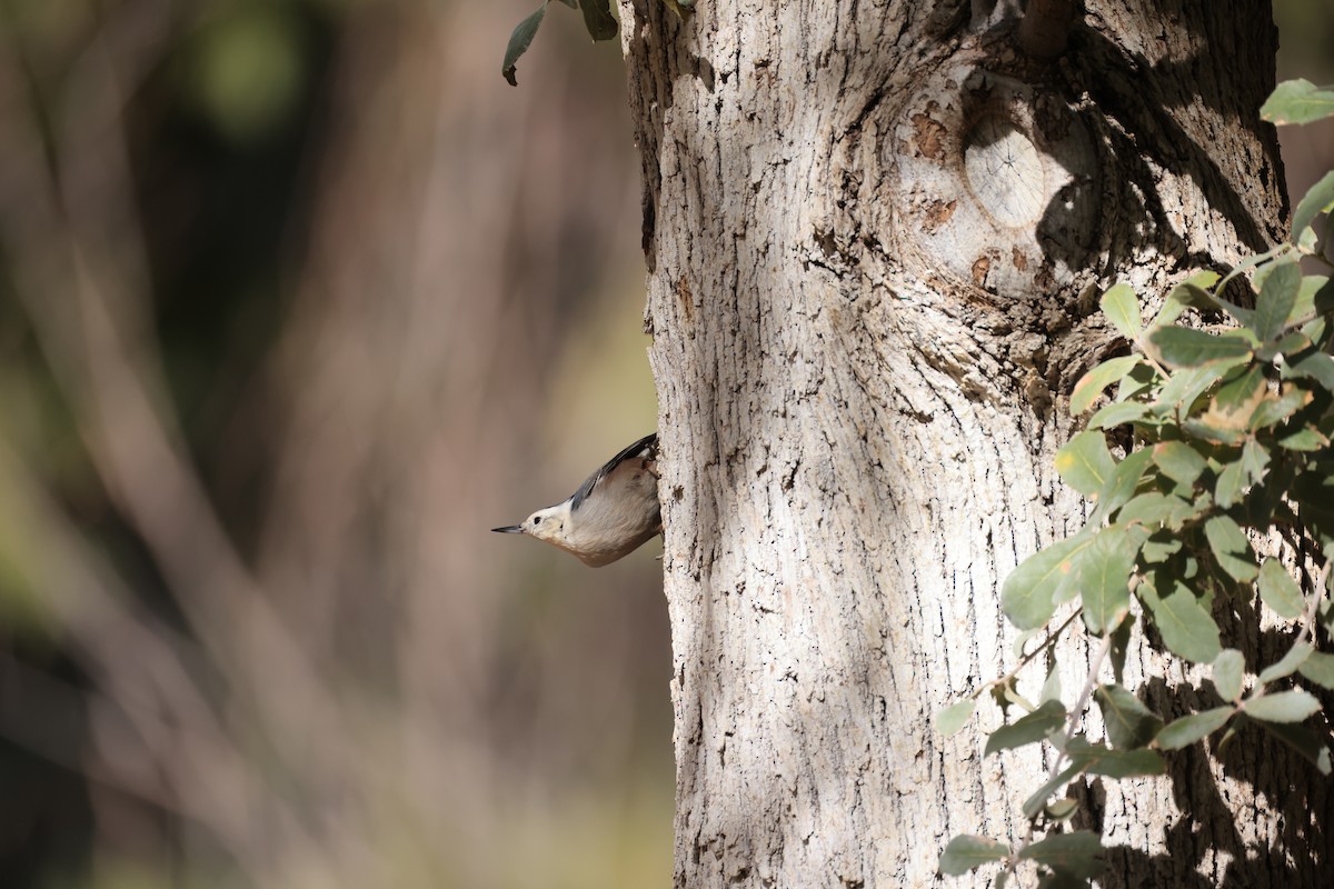 White-breasted Nuthatch - ML614176288