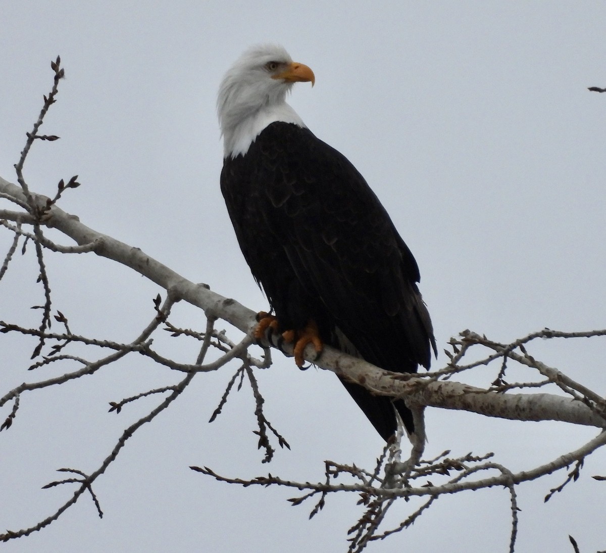 Bald Eagle - ML614176294