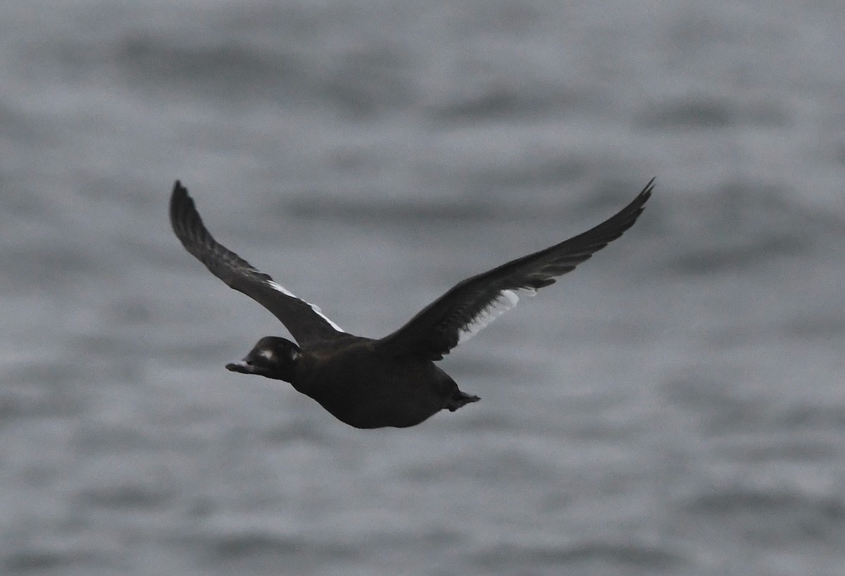 White-winged Scoter - ML614176301