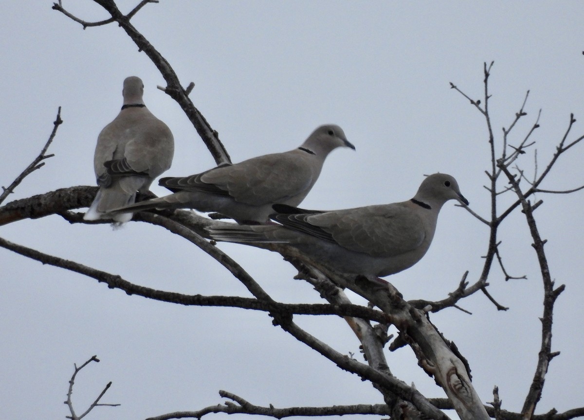 Eurasian Collared-Dove - ML614176307