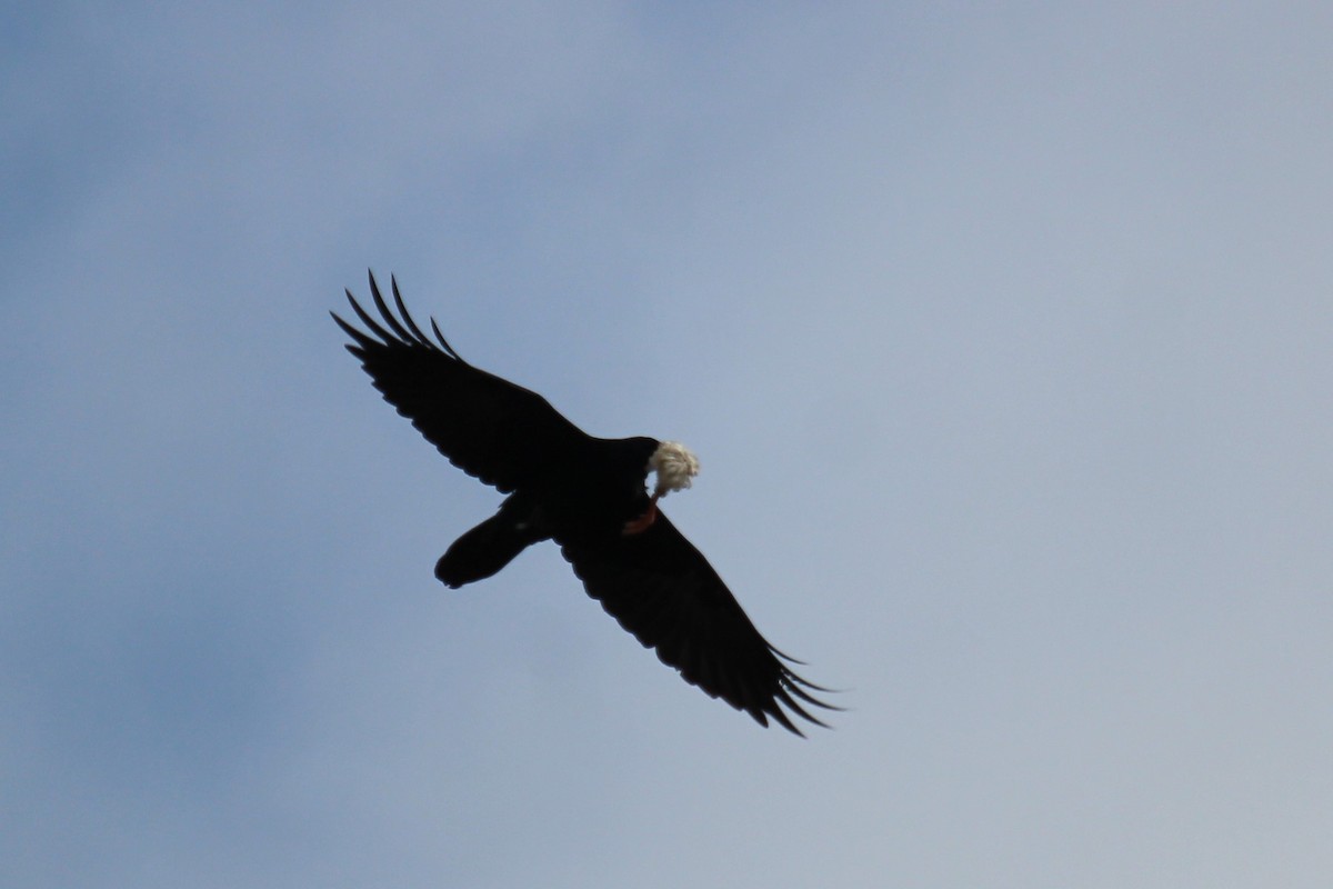 Common Raven - Connor Thomas