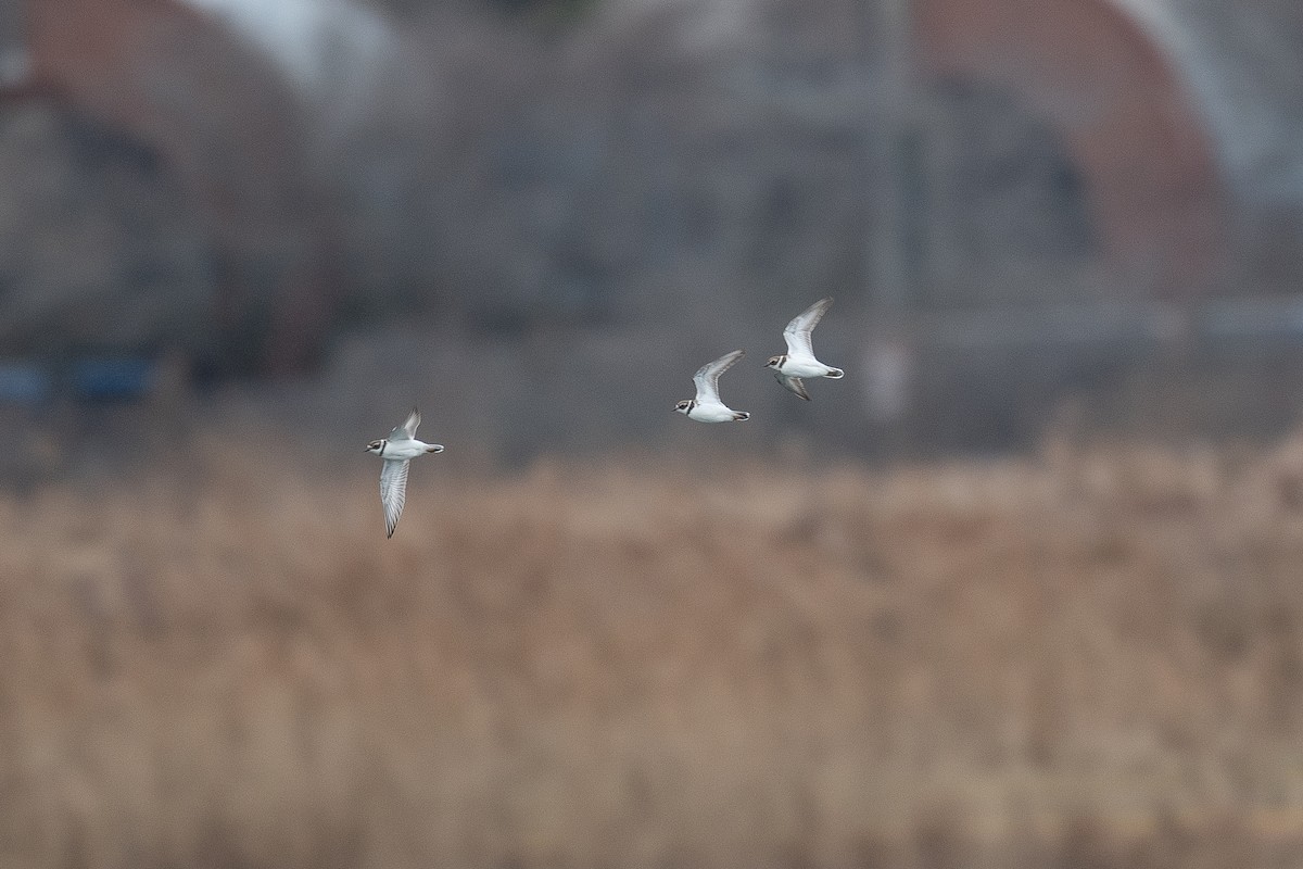 Semipalmated Plover - ML614176423