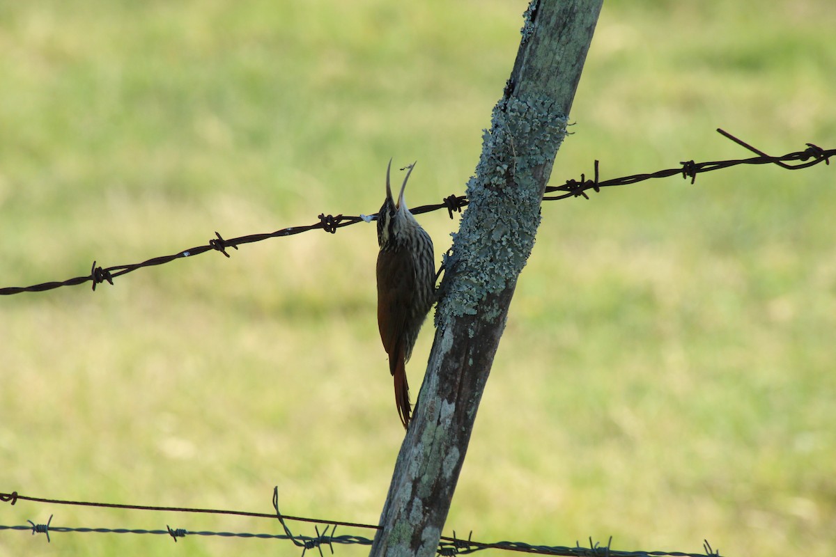 Narrow-billed Woodcreeper - Santiago Ramos