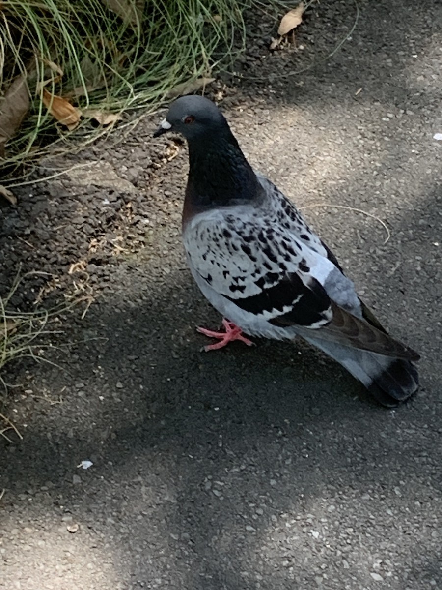 Rock Pigeon (Feral Pigeon) - ML614176451