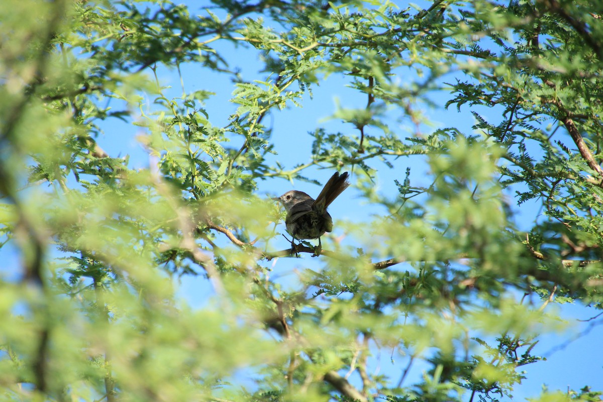 Short-billed Canastero - Santiago Ramos