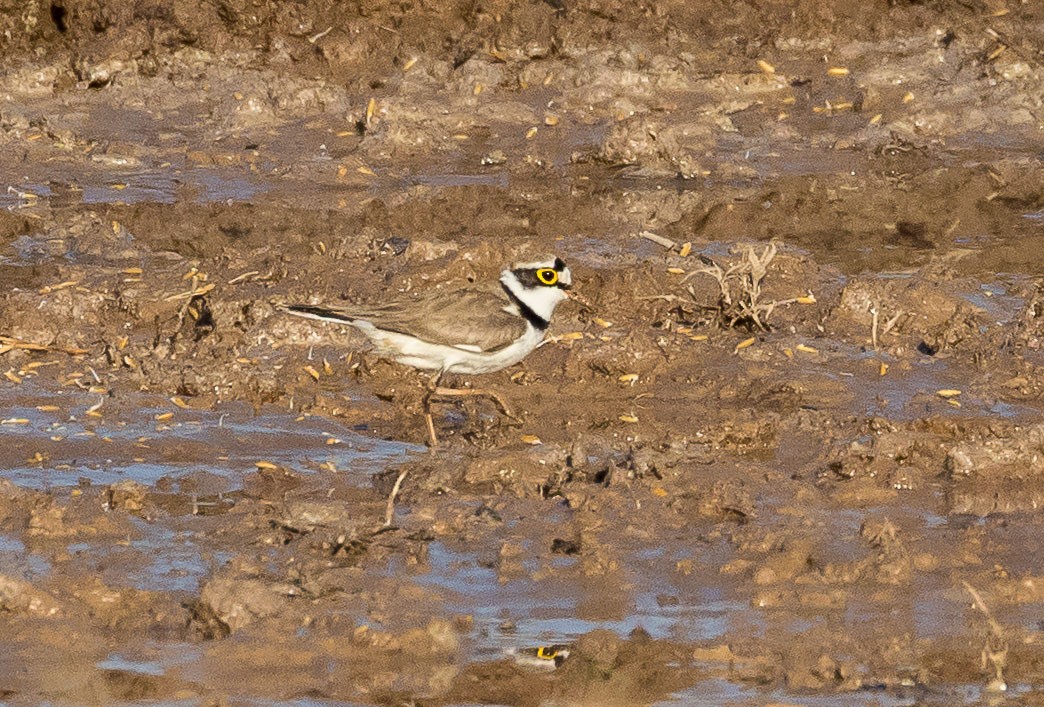 eBird Checklist - 21 Jan 2024 - Muang Champasak wetland - 39 species