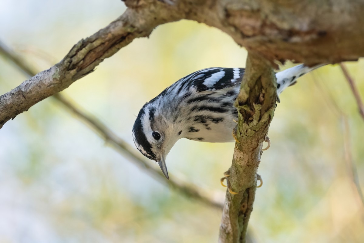 Black-and-white Warbler - ML614176541