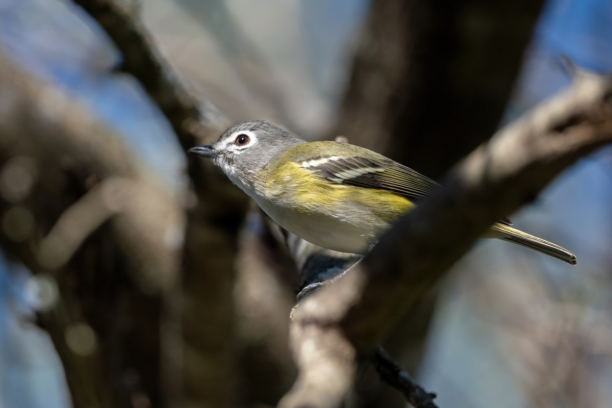 Blue-headed Vireo - Adam Jackson