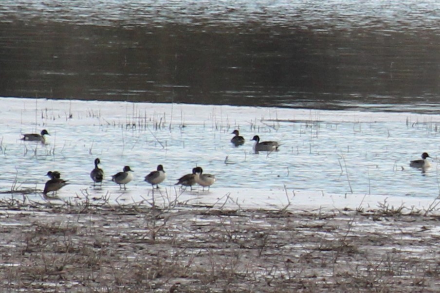 Northern Pintail - Connor Thomas