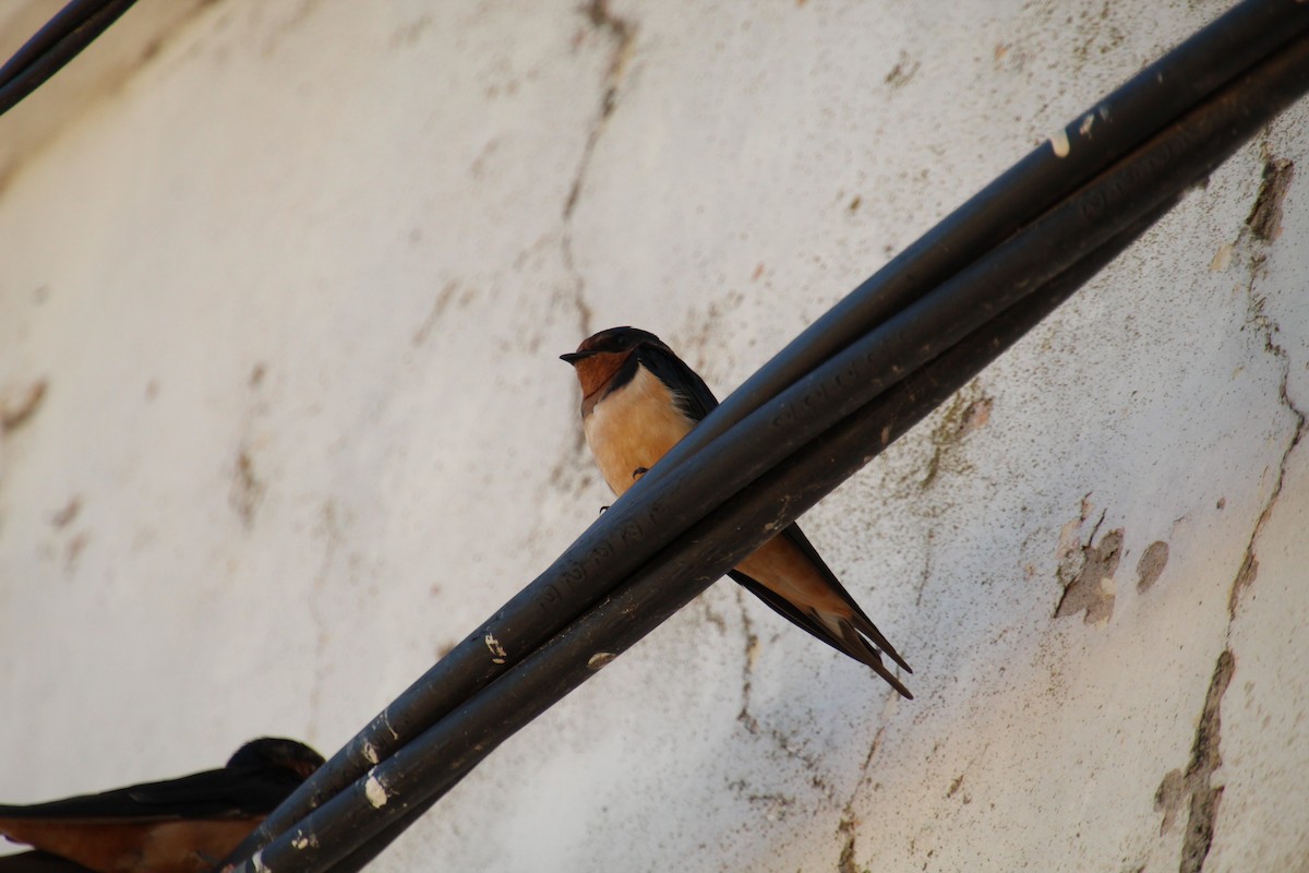 Barn Swallow - ML614176551