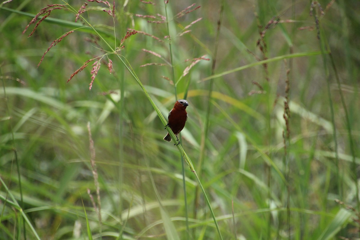 Chestnut Seedeater - Santiago Ramos