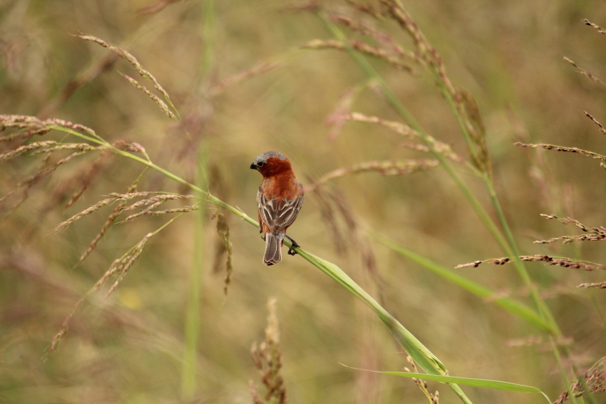 Chestnut Seedeater - Santiago Ramos