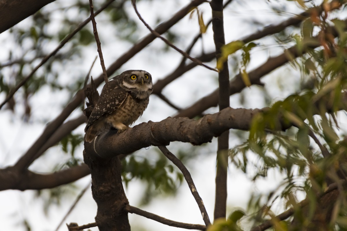 Spotted Owlet - ML614176630