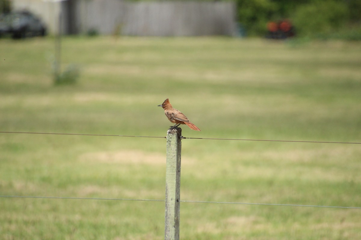 Brown Cacholote - ML614176637