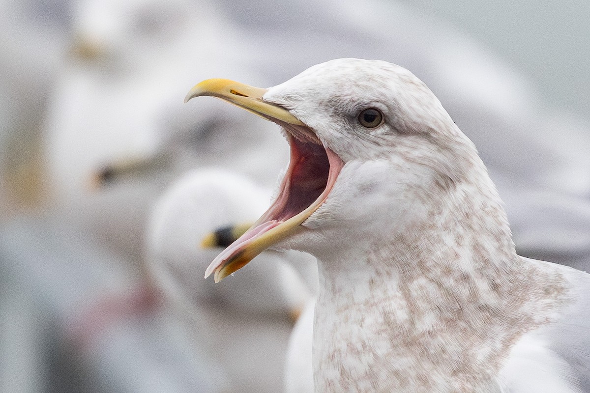 Iceland Gull (thayeri/kumlieni) - Cesar Ponce