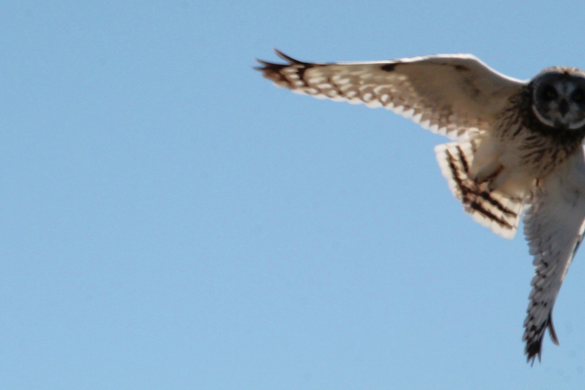 Short-eared Owl (Hawaiian) - Brad Shine