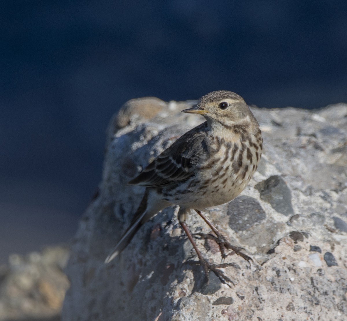 American Pipit - ML614176770