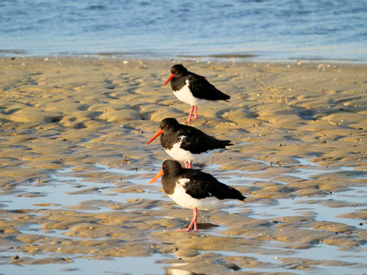 Pied Oystercatcher - ML614176877