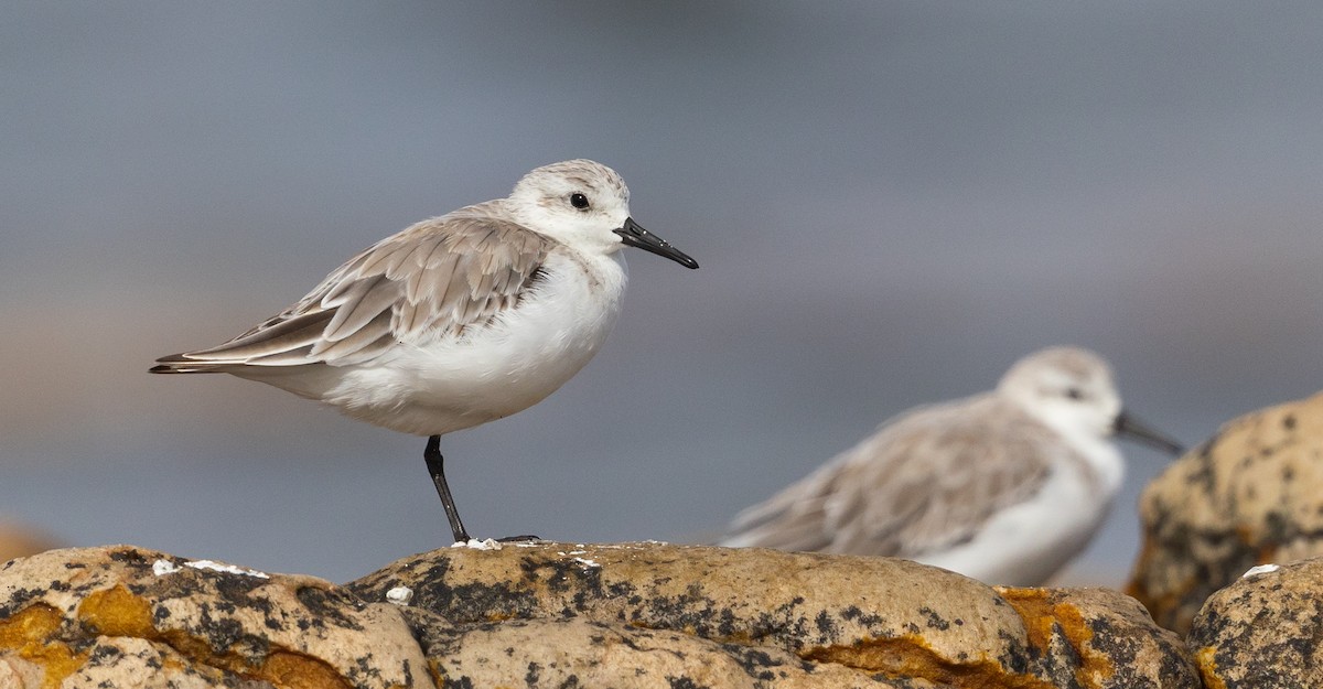 Sanderling - Michael Buckham
