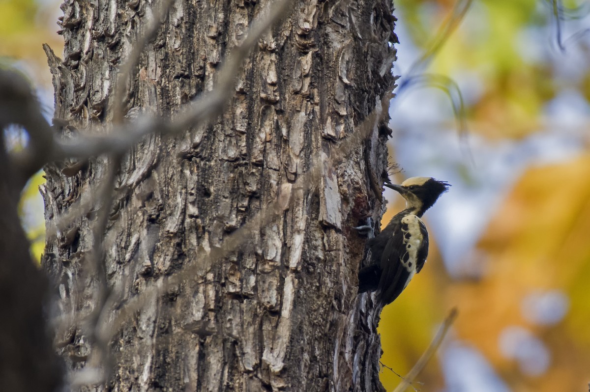 Heart-spotted Woodpecker - ML614176952