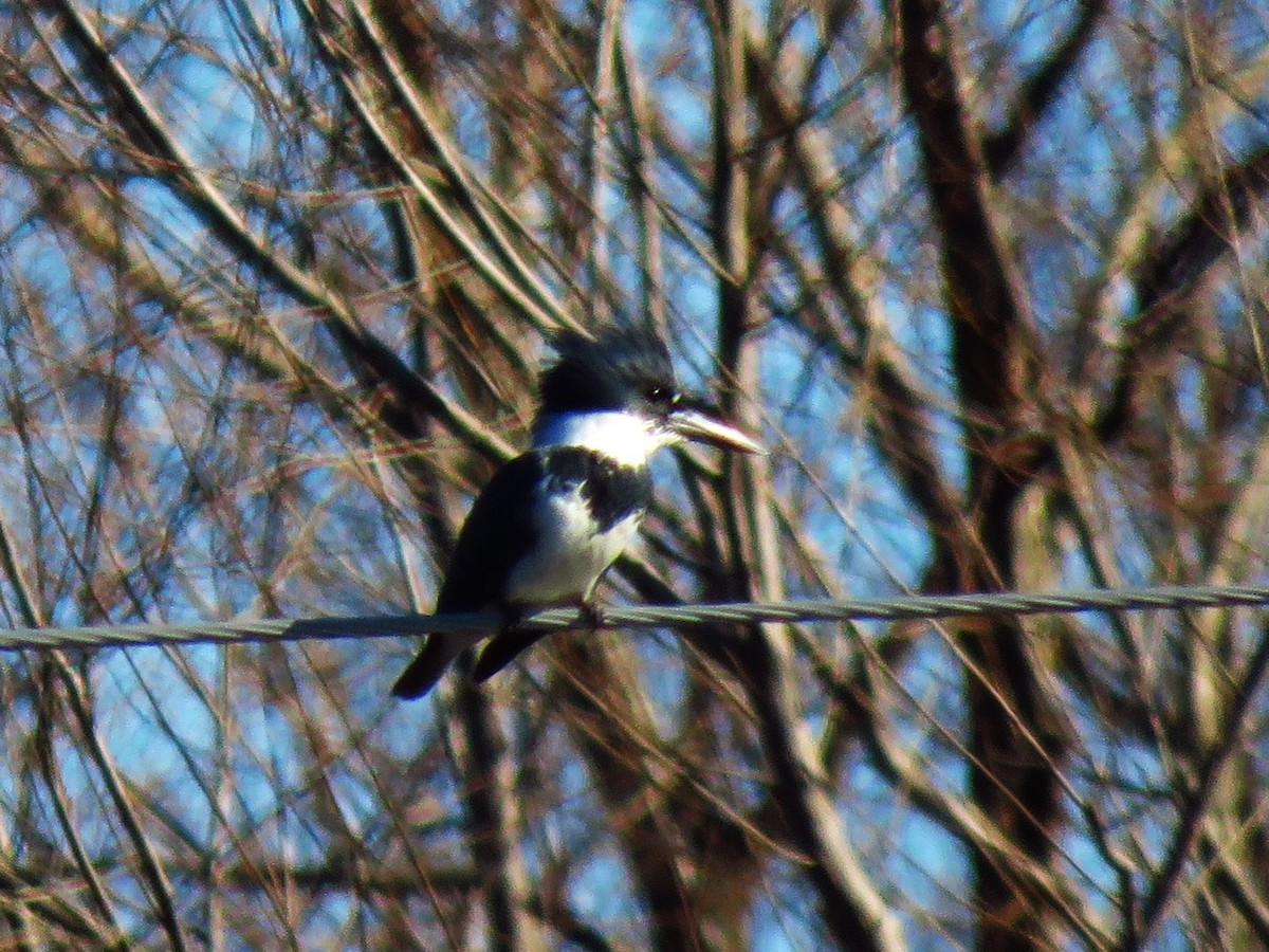 Belted Kingfisher - ML614176963