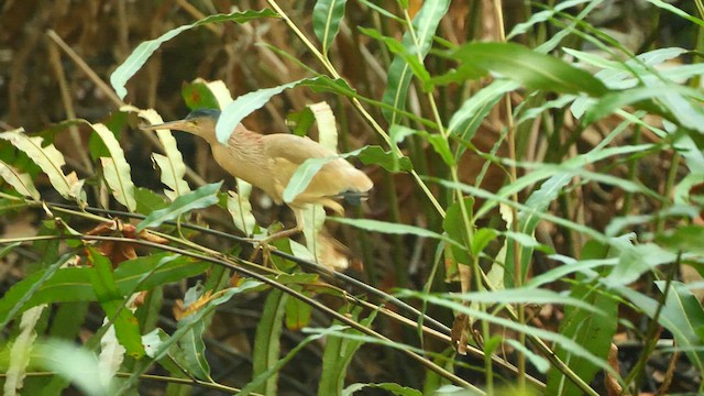 Yellow Bittern - ML614176964