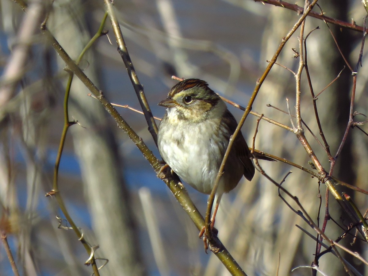 Swamp Sparrow - ML614176966