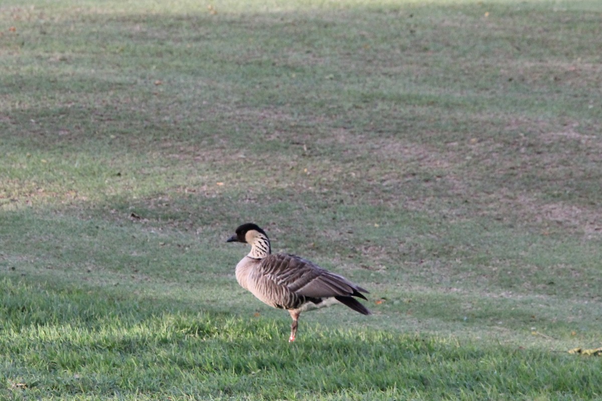 Hawaiian Goose - Brad Shine