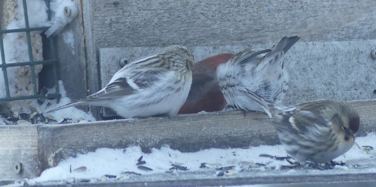 Hoary Redpoll - T A