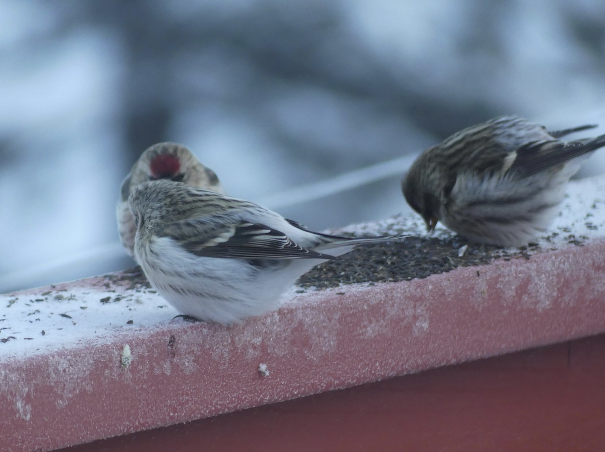 Hoary Redpoll - ML614177013